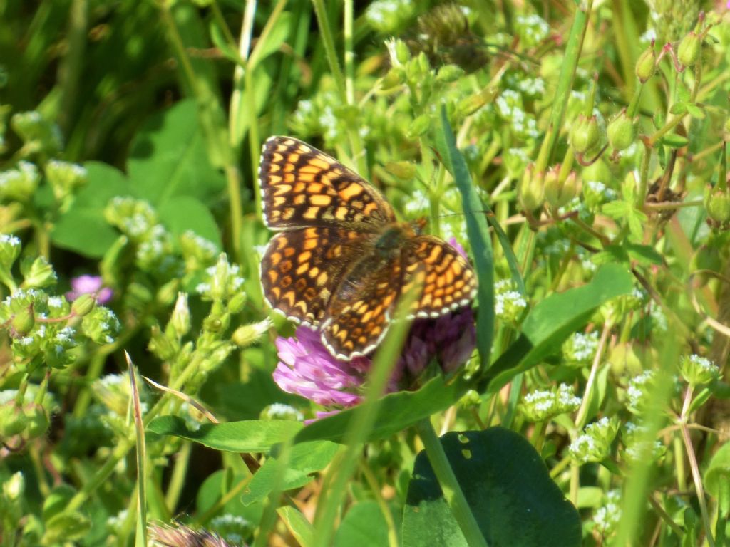 Melitaea phoebe